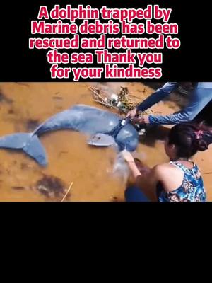 A post by @rescueofstrayanimals on TikTok caption: #protectanimals #rescueanimals #😭 #thedolphins 