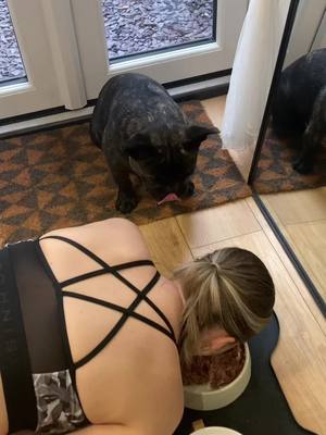 A post by @frenchbulldogmoshi on TikTok caption: Patiance lesson 😄 #dog #frenchie 