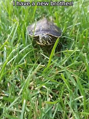 A post by @lechuga.latortuga on TikTok caption: meet my new brother Pistacho!  #tortoise #lecjuga #lettuce #lentejas #turtle #tortuga #fyp #parati #foryou 