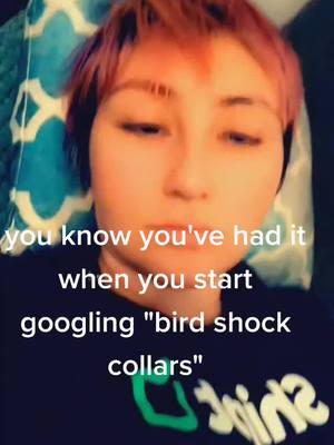 A post by @britbratn1719 on TikTok caption: iykyk #feathers #fypシ #fyp #houdini #umberella  #birdsofticktock #birds #bird #fy #cockatoo #annoying #birdmom #help