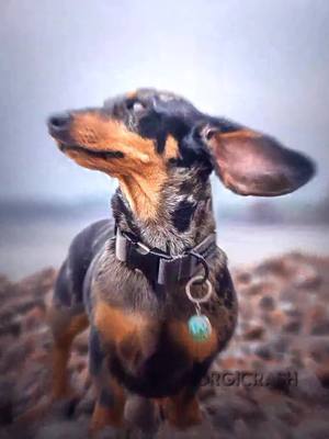 A post by @corgicrash on TikTok caption: dachshund🛐#foryou #dachshund #ReTokforNature #edit_pets583 #rekomendation #corgicrash #dogs #fyp #for #WorldPrincessWeek #findyourgrace #viral #rek