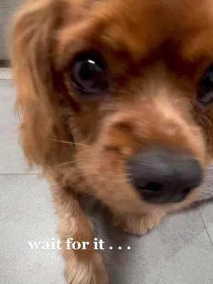 A post by @yuzuthecav on TikTok caption: Yuzu got pokefied! #PokePetShop #PokePet #ppicasdfgjkl #cavalierkingcharlesspaniel #dogsoftiktok #fyp @pokepetshop