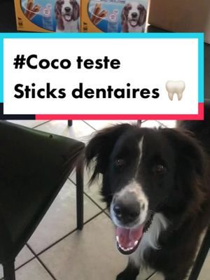 A post by @hello_cocospeaking on TikTok caption: #Coco teste - sticks dentaires🦷 Je suis devenu un testeur des produits 😍 J’adore la découverte 😋 Aujourd’hui je teste les Pedigree Dentastix @zooplusJ’espère que ça vous sera utile 🐶 -20% pour mes abonnés avec le code : COCO20 #cocoteste #teste #chien #chiens #dog #bordercollie #sticks #dents #miam #chienheureux