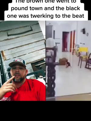 A post by @dannie.love on TikTok caption: #duet with @BigTokGeorgia* Follows you I’m turning my phone off 🤣 #dogsoftiktok #poundtown #beatdrop