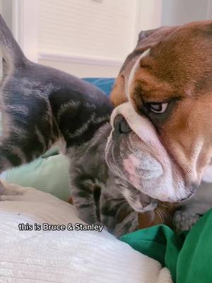 A post by @shug_and_bruce_bulldogs on TikTok caption: kittens found in engines >> #AEJeansSoundOn #foryou #fypシ #dog 