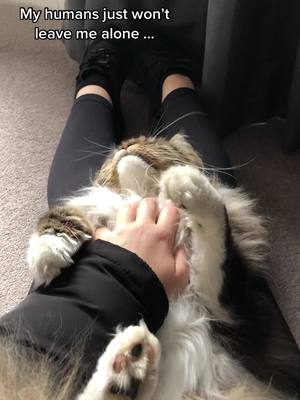 A post by @mollymainecoon on TikTok caption: Maine coon & belly tickles 🥺 #PetsOfTikTok #mainecoonlife #foryoupage #foryou #mollymainecoon