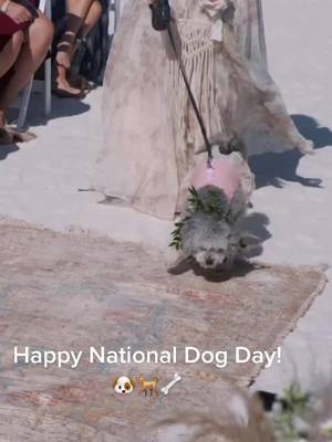 A post by @imageryweddingfilms on TikTok caption: #wedding #weddingtiktok #dog #dogsoftiktok #dogs #weddingdog