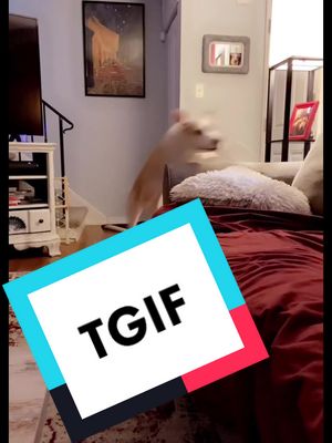 A post by @dogm0m8 on TikTok caption: Let’s get a jump start to those wknd cuddles mom! #tgif #wknd #fyp #fy #dogsoftiktok