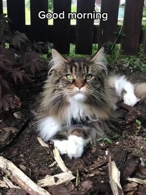 A post by @mollymainecoon on TikTok caption: Grumpy bug 🐾 #PetsOfTikTok #mainecoonlife #foryoupage #mollymainecoon #foryou