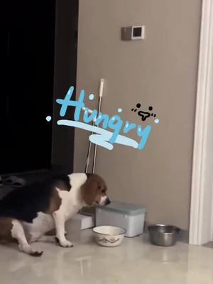 A post by @haokk34 on TikTok caption: #hungry #dog #dogs #dogsoftiktok #pet #pets #PetsOfTikTok #funny #funnyvideos #funnyvideo 