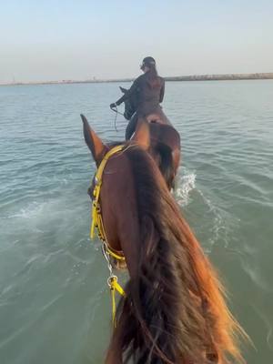 A post by @horsegirl_f6 on TikTok caption: #خيل#خيل_عربي_اصيل#تيكتوك_عربي#اكسبلورexplore#سرج#horse#horsesoftiktok#horsegirl#Love#pferd##pfrede#pferdemädchen#pferdeliebe#