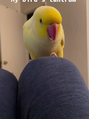 A post by @mady.haa on TikTok caption: #tweety #parrot #talking #talkingparrot #creature #MessFreeHero #GenshinTeleport #PartyWithVMAs #omg #explore #beautiful #amazing #dope #nature #yellow #beauty #lovely #wow #fight #argue #shush #stop #geez #wtf #wth #go #getoff #why #quiet #no #noway #enough