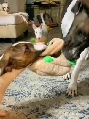 A post by @timmy_the_terrier on TikTok caption: Evening platime with timmy and adele while arlo runs in circles 😵‍💫🤪 #timmytok  #timmytheterrier #adelethegreatdane #greatdane #englishbullterrier #bullterrierrescuemission #arlothebullterrier #tripod #tripoddog #ocddog #canineocd #rescuepupsarethebest