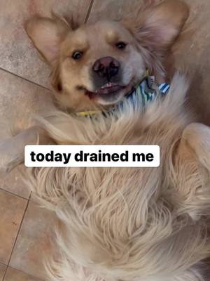 A post by @max.and.murph on TikTok caption: Mondays.