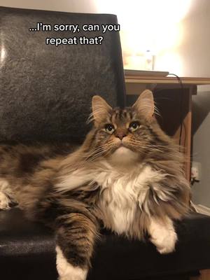 A post by @mollymainecoon on TikTok caption: We all know a Molly 🐾😅 #PetsOfTikTok #mainecoonlife #foryoupage #foryou #mollymainecoon #cat