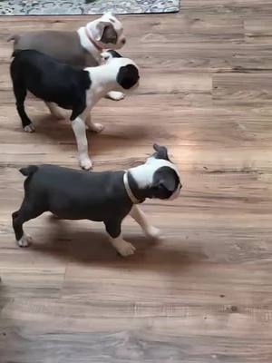 A post by @jssouthernsass on TikTok caption: #MyBTsandMeplusBB #puppiesoftiktok #tiktokcrab #Bostonterriersoftiktok #boxersoftiktok #cuteness 