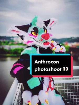 A post by @mojoyote on TikTok caption: A perfect way to show off some photos from my killer photoshoot with @vsabertoothv back at #anthrocon2022 ! #furry #fursona #fursuit #fursuiter #anthrocon #fyp 