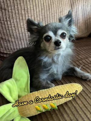 A post by @goblinsneststudios on TikTok caption: Have a corntastic day! 🌽🌽🌽 #corn #cornsong #itscorn #corntastic #chihuahua #goblin #doggo #fyp