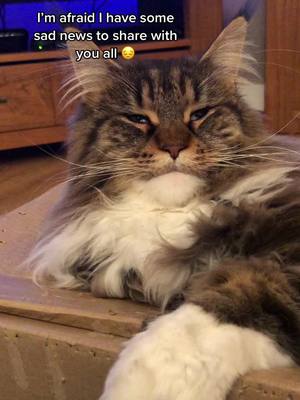 A post by @mollymainecoon on TikTok caption: 😓😥💔 #PetsOfTikTok #mainecoonlife #foryoupage #foryou #mollymainecoon #mainecoonsoftiktok