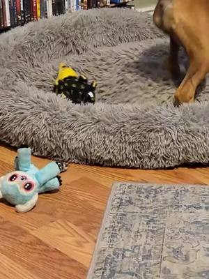 A post by @jssouthernsass on TikTok caption: #MyBTsandMeplusBB #puppiesoftiktok #cuteness #boxersoftiktok #Bostonterriersoftiktok #Freya #Bleu #dogsoftiktok 