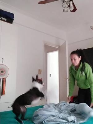 A post by @kira.c.g on TikTok caption: Dicen que para ser una perrita de éxito debes organizar tu habitación... yo hasta ayudé a mi mamá con su cama #fyp #soycreador #tips #perrostiktokers