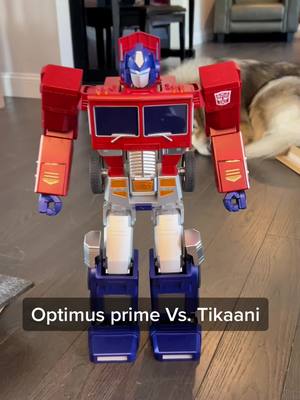 A post by @tkthefluff on TikTok caption: Tikanni vs. Optimus prime! #transformers #optimusprime #wolfdog #naid