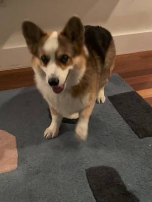 A post by @paulthecorgi on TikTok caption: #TalkThatTalk Challenge with Paul #paulthecorgi #dancingcorgi #fyp@twice_tiktok_official #twice 