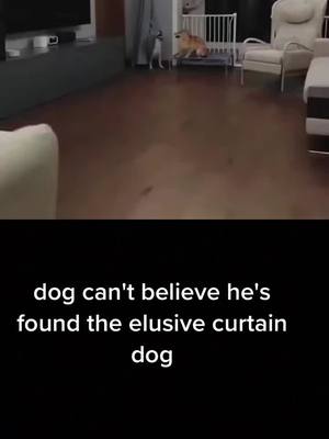 A post by @tiktokuk2022 on TikTok caption: #duet with @yo_hoho #fyp #viral #foryou #comedy #funny #fypシ #fypage #foryourpage #1millionaudition #foryoupage #tiktok #respect #fy @flynnersthesequel：dog can't believe he's found the elusive curtain dog @tiktokglobal @tiktokcreators