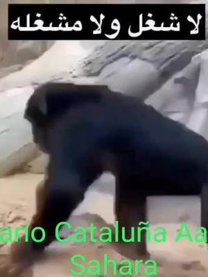 A post by @emperatorcanarias_sahara on TikTok