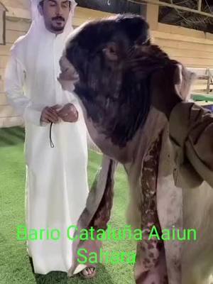 A post by @emperatorcanarias_sahara on TikTok