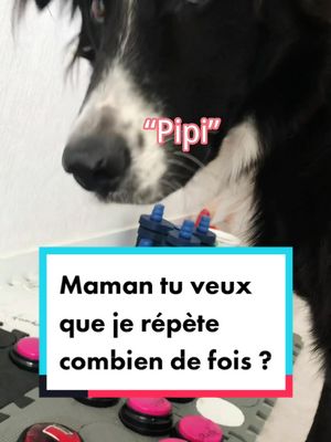 A post by @hello_cocospeaking on TikTok caption: J’ai voulu tester si Coco avait compris ma question, il m’a impressionné 😍#coco #chien #chiens #dog #bordercollie #Love #chienmignon #chienheureux #sortir #pourtoi #foryou #talk #question #cute