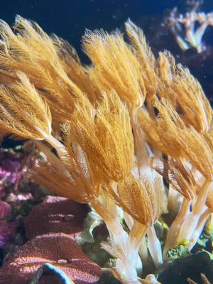 A post by @laceynrobinson on TikTok caption: Little coral appreciation in natural sunlight. #reef #saltwater #saltwatertank #xenia #coral #reeftank 