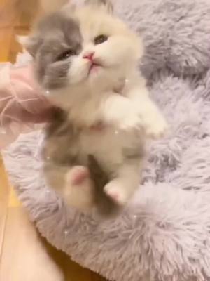 A post by @eric_twh on TikTok caption: #foryou #cat #cute #kitten #pet 