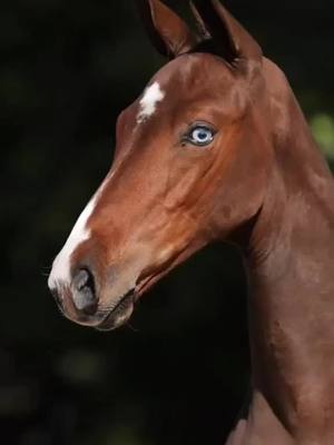 A post by @horse_edits606 on TikTok caption: (🎥:remcoveurinkequestrain) 😍😍💙#fypシ #horses #foryourpage #horse_edits606 #viral #fyp #foal 