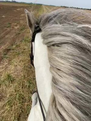 A post by @fbblagwe on TikTok caption: La crinière au vent😎#foryou #foryourpage #horse #horsesoftiktok #fyp #equestrian