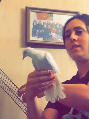 A post by @mariegaga26 on TikTok caption: Colombe sauvage 😅🕊#bernard#nanard @mademoizellevalér 