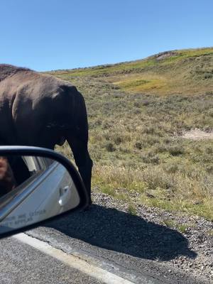 A post by @jacoreyfisher3 on TikTok caption: Drove from Texas to Yellowstone to see these #yelllowstone #bison #nature #nationalpark