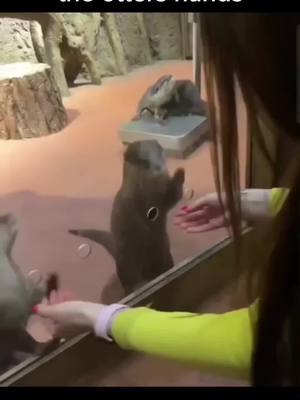 A post by @geek.stop on TikTok caption: I'm coming back for this Otter #zoo #otter #animals 