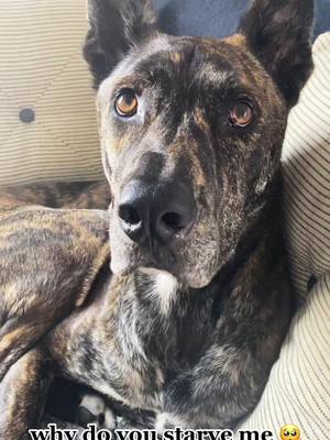 A post by @creatively.cotton on TikTok caption: He’s always wanting a snack 😂 #Thor #dogsoftiktok #doggo #labmix #greatdane #SplashSummerVibe