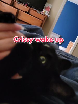 A post by @ashiandfrida on TikTok caption: having a cat 🐈🐈‍⬛️ means you have a built in alarm clock ⏰️ #ashiandfrida #crissywakeup #crissy #morning #morningroutine #catsoftiktok #kittycat #meaningoflife #alarm #wakeup