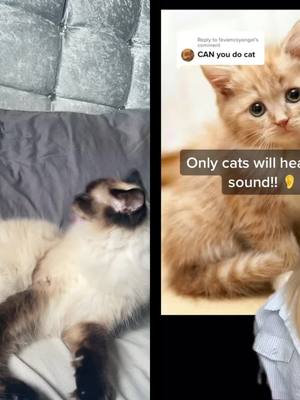 A post by @kiya_perkins on TikTok caption: #duet with @thesanzworld #CatsOfTikTok 5th attempt at this and I think she finally reacted to it 🤣 #fypシ