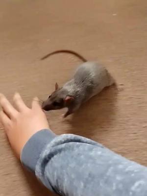 A post by @niffyrats on TikTok caption: The kittens would play all day if they could!  #rats #petrats #fancyrat #PetsOfTikTok #animalsoftiktok #ratsoftiktok #ratmum #rodents #rodentsoftiktok #fancyratsoftiktok #silken #babyrats 