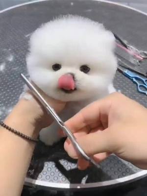 A post by @wangfei120110 on TikTok caption: Do you think the dog's new hairstyle looks good?#dog #dogs #cutedog #pet #cute #foryou #lol 