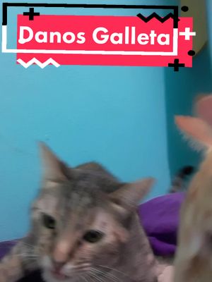 A post by @tilatequilacat on TikTok caption: Tila ya no es la única en comer cosas dulces y extrañas.... #tilatequilacat #catsoftiktok #catlover #cat #catlover 