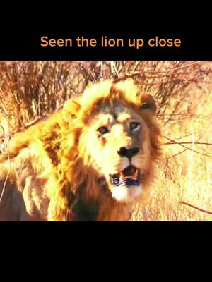 A post by @wildanimals201 on TikTok caption: Seen  the lion up close#wild #wildanimals #lion #foryou #wonderful