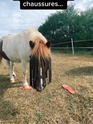 A post by @emmapearl01 on TikTok caption: Bizarres ces fers…Pas facile à mettre                          #chevalpassion  #pourtoi #chevalaupre #cheval #petitponey #shetland #poneyshetland 