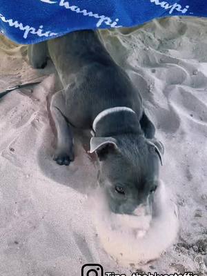 A post by @tina_la_staffie on TikTok caption: #staffiesoftiktok #staffiepuppy #staffiebleu #funnydog #funnyreel #dogvideos #dogoftiktok #tetedanslesable #doginbeach #dogholiday #italie #droledechien #puppydog #puppytiktok #cutedog