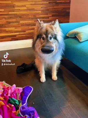 A post by @tkthefluff on TikTok caption: You think I’m cute? #wolfdog #naid #northendog