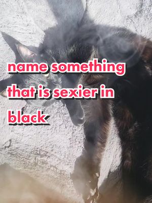 A post by @ashiandfrida on TikTok caption: name something that is sexier in black 🐈‍⬛ #ashiandfrida #fyp #sexy #steveharvey #blackcatsaregoodluck #blackcats #funnyvideos #blackcat #blackcatsoftiktok #kittycat #catsoftiktok #fridathecat