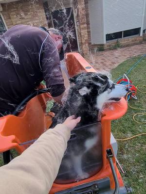 A post by @nikki.and.roxy on TikTok caption: Beauty day 🥰 #husky #doggrooming #fyp